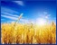 photographie d'un champ de bl avec le soleil et un beau ciel bleu