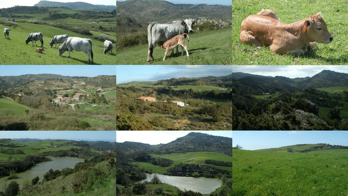 photos d'une trs belle propit du sud de la france avec des vaches